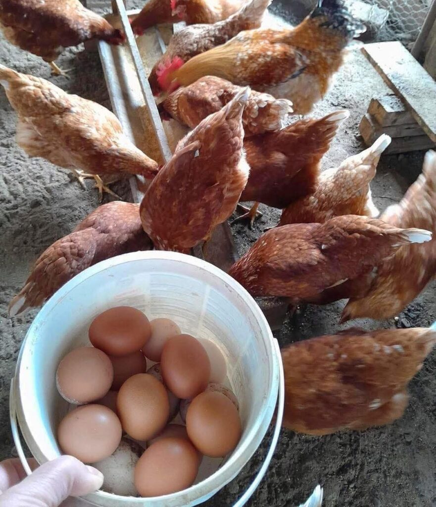 Găini de ouă Nutrisanplus – campioane incontestabile la producția de ouă