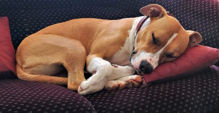 Cum îngrijim câinele după operația de sterilizare?